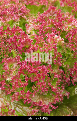 Curled leaf red lettuce Lollo Rosso  Also known as Lollo Rossa Stock Photo