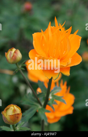 Trollius chinensis Golden Queen flowers Stock Photo