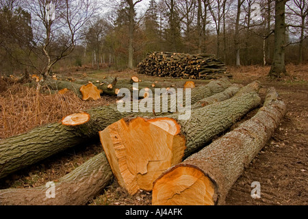 tree felling operations Stock Photo - Alamy