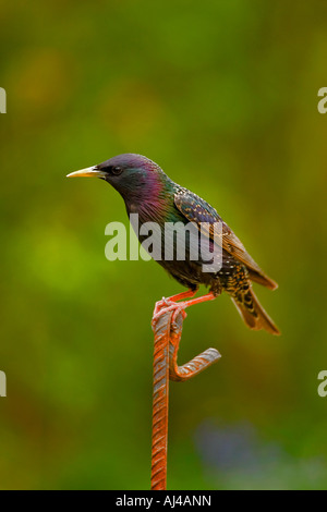 Starling perched on steel fencing stake, England, UK Stock Photo