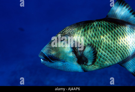 Titan Triggerfish, Balistoides viridescens Stock Photo