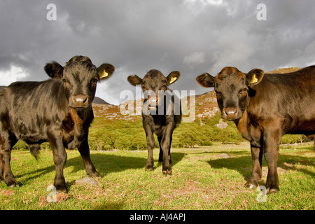 Three young Welsh Black bullocks, Wales, UK Stock Photo