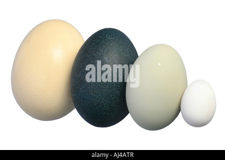 size comparison of the eggs of ostrich (largest egg of the world), emu, mute swan and domestic fowl