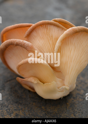 Oyster mushroom on slate - high end Hasselblad 61mb digital image Stock Photo