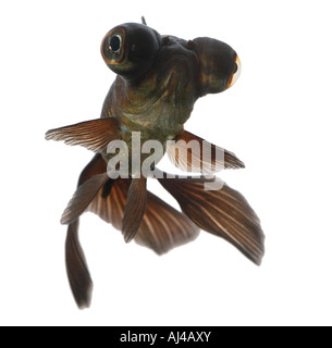 chinese moor telescope goldfish common carp black moor broadtail moor globe eye demekin Carassius auratus portrait Stock Photo