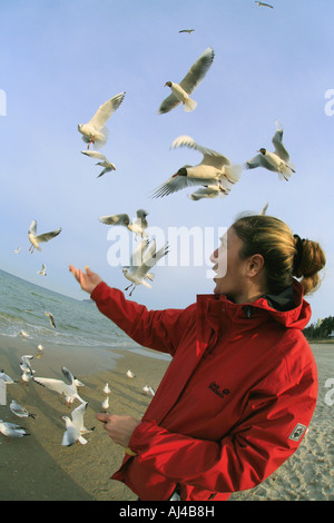 black headed gull Larus ridibundus woman feeds gulls at the beach Germany Ruegen Stock Photo