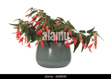 Bolivian begonia Begonia Bonfire Begonia Bonfire Begonia boliviensis potted plant Stock Photo