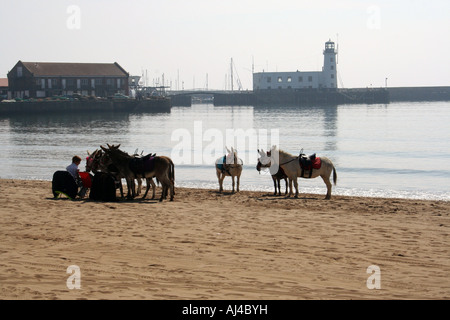 Man walking with donkeys on Scarborough South Bay beach, Scarborough, North Yorkshire, England. Stock Photo