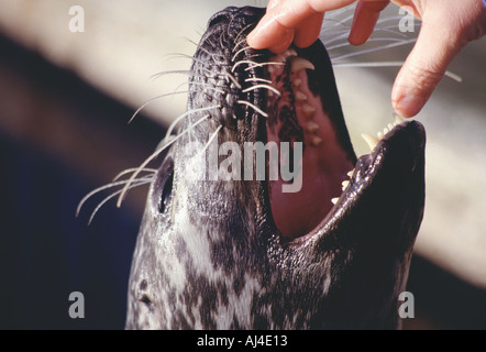 Grey Seal with its mouth open showing its teeth appearing to smile ...