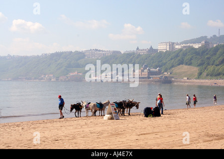 Scenic view of donkeys walking on the South Bay beach, Scarborough, North Yorkshire, England. Stock Photo