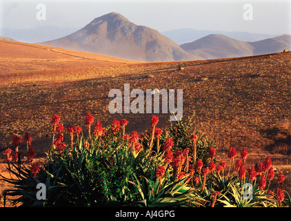 Red Aloes in Malolotja Game Reserve Swaziland southern Africa Mountain highlands in background Stock Photo