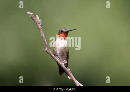 Male Ruby throated Hummingbird Perched in Star Magnolia Floyd County Indiana Stock Photo