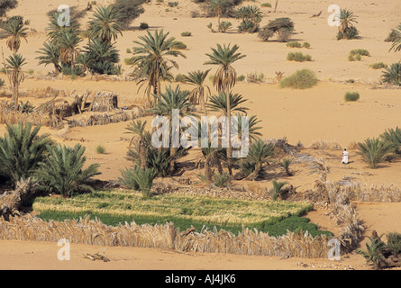 Gardens protected by palm leaf fences in Uadan, Adrar Plateau Mauritania. Stock Photo