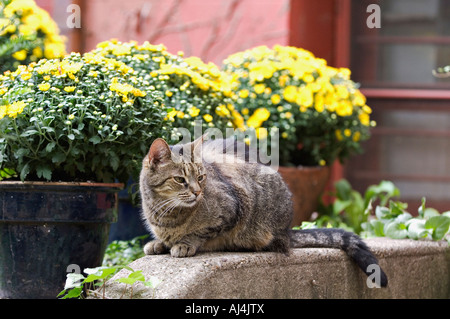 Alert Gray Tabby Cat Lying Down in Front of Pots of Yellow Mums Louisville Kentucky Stock Photo