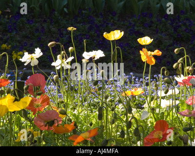 Flowerbed of various coloured poppies papaver or Iceland Poppies Stock Photo