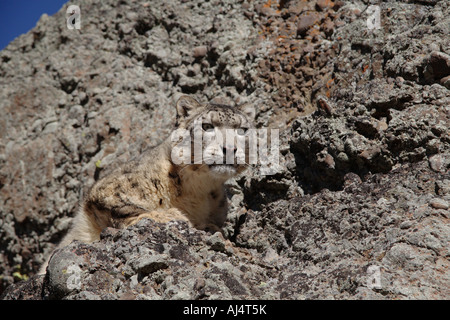 Snow leopard (Panthera unicia) on rocks Stock Photo