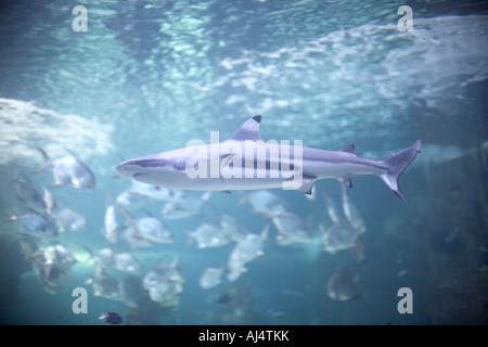 Sharks and other fish in tank at in Sydney Aquarium Darling Harbour New South Wales NSW Australia Stock Photo