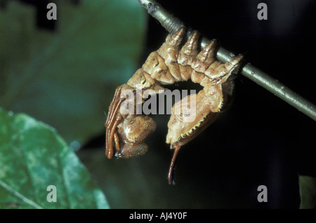 Lobster Moth Stauropus fagi Larva caterpillar Stock Photo