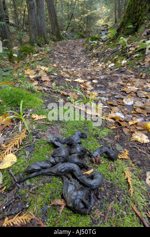 Wolf scat marks the trail, Minnesota, USA Stock Photo