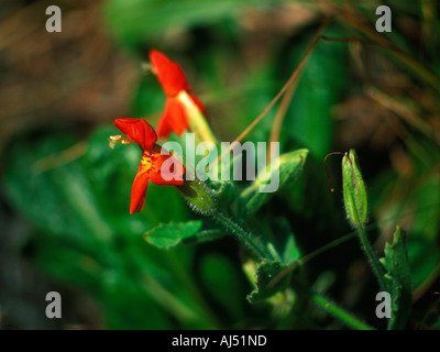 Scarlet Monkeyflower, a native plant of the Pacific Northwest. Stock Photo