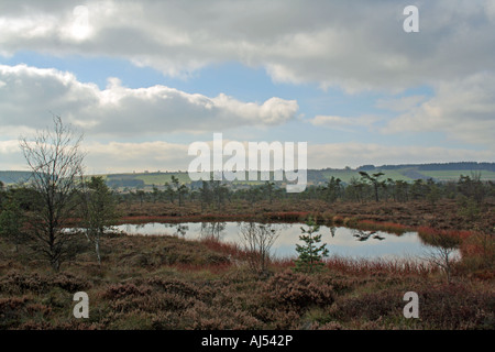 raised bog pond in moorland Schwarzes Moor Rhoen Franconia Bavaria Germany Europe Stock Photo