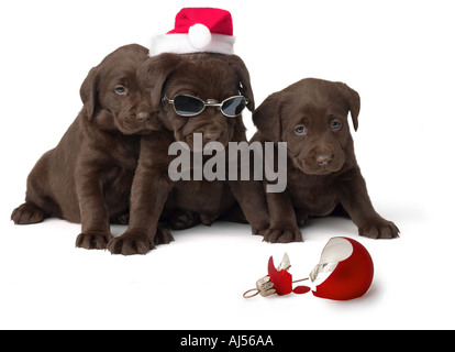 Chocolate Lab Puppies with Broken Christmas Ornament Stock Photo
