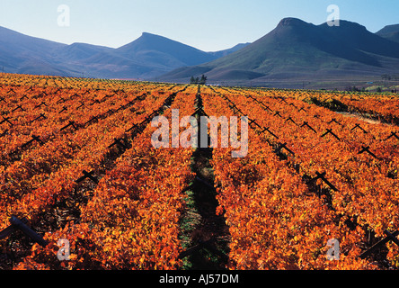 Vineyards in autumn colours Hex River Valley Western Cape South Africa Stock Photo