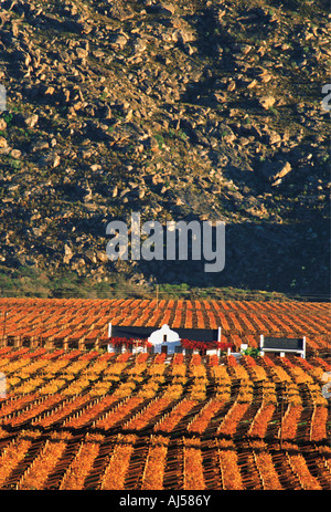 Vineyards in autumn colours Hex River Valley Western Cape South Africa Stock Photo