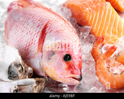 RED SNAPPER FISH Stock Photo