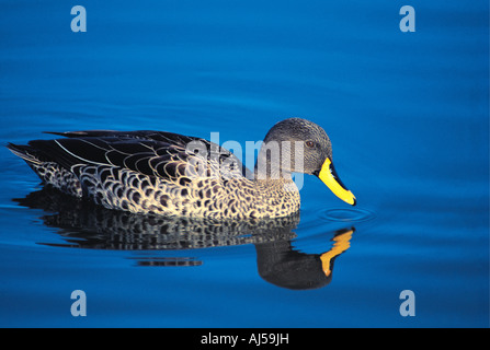 Yellow billed duck swimming on blue water Western Cape South Africa Stock Photo