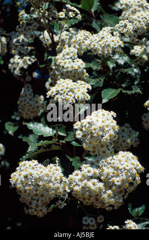 White Daisy bush olearia compositae, Royal Victoria Park, Bath Spa, Somerset UK Stock Photo