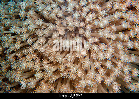 Flower soft coral Xenia sp Ailuk atoll Marshall Islands Pacific Stock Photo
