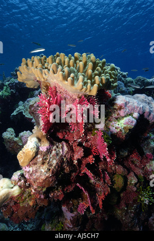 Stiff finger coral Lobophytum sp and red lace coral Distichopora violacea Ailuk atoll Marshall Islands Pacific Stock Photo