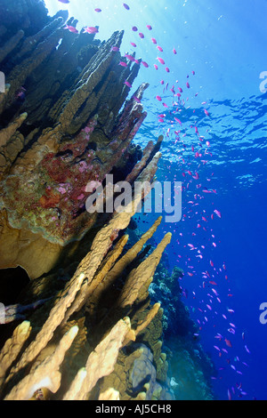 Fire coral Millepora platyphylla and  purple queen anthias Pseudanthias pascalus Ailuk atoll Marshall Islands Pacific Stock Photo