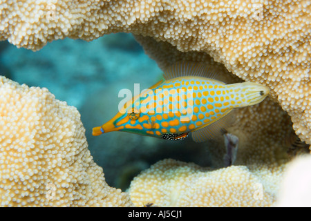 Longnose filefish Oxymonacanthus longirostris feeding on coral Acropora isopora sp Ailuk atoll Marshall Islands Pacific Stock Photo