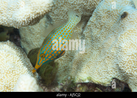 Longnose filefish Oxymonacanthus longirostris feeding on coral Acropora isopora sp Ailuk atoll Marshall Islands Pacific Stock Photo