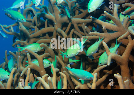 Blue green chromis Chromis viridis and hard coral Porites cylindrica Ailuk atoll Marshall Islands Pacif Stock Photo