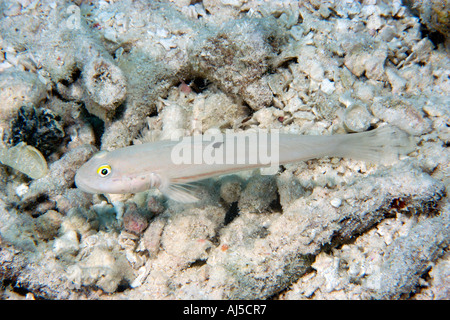 Sixspot goby Valenciennea puellaris Ailuk atoll Marshall Islands Pacific Stock Photo