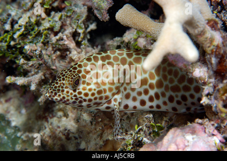 Honeycomb grouper Epinephelus merra Ailuk atoll Marshall Islands Pacific Stock Photo