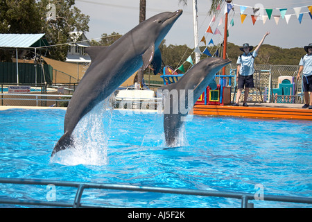 Bottlenose dolphin jumping performing for visitors at Pet Porpoise Pool oceanarium at Coffs Harbour in New South Wales NSW Aust Stock Photo