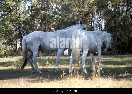 Two white or grey horses on a farm in Dakabin Queensland with one leaning forward in an unusual manner QLD Australia Stock Photo