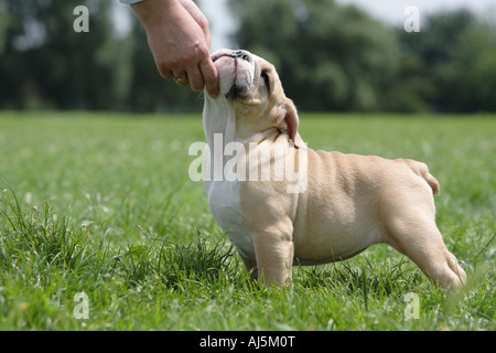 12 week store old english bulldog