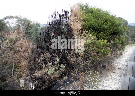 Half burned or burnt bush from forest fires near Lithgow in Blue Mountains New South Wales NSW Australia Stock Photo