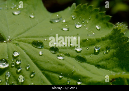 Raindrops on lady's mantle leaf Stock Photo