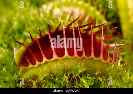 Venus fly trap showing marginal teeth Stock Photo