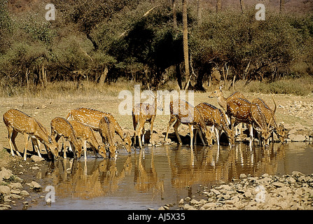 Chital or Spotted Deer family drinking water at Pench Tiger Reserve ...