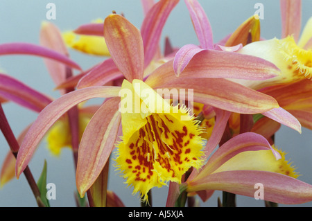 Pleione zeus 'Weinstein' Stock Photo