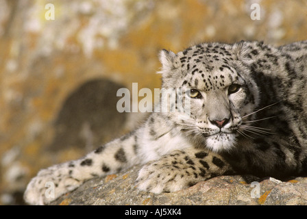 Snow leopard head Stock Photo