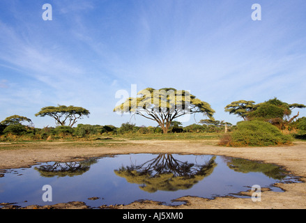 Umbrella thorn with reflection Botswana Stock Photo