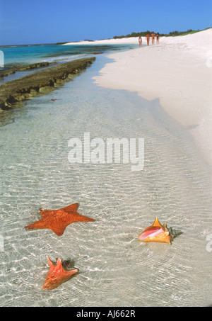 Starfish and seashells on Tortuga Island beach in Los Roques archipelago in Caribbean off Venezuela Stock Photo